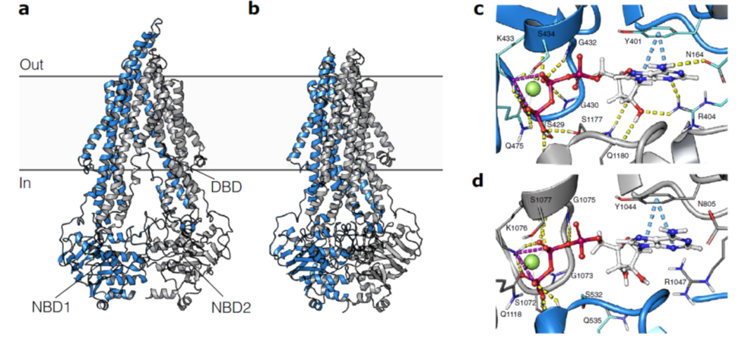 Strukturer af proteiner med fremhævede aktive sites.