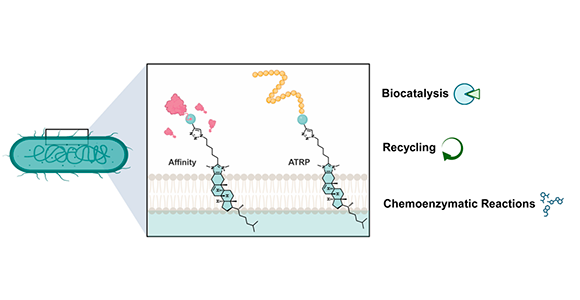 Diagram over membranforsøg
