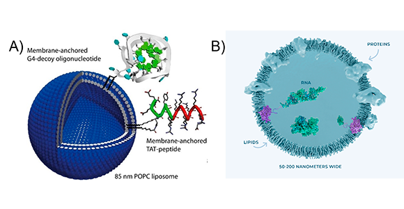 Diagram overliposom og nanopartikel