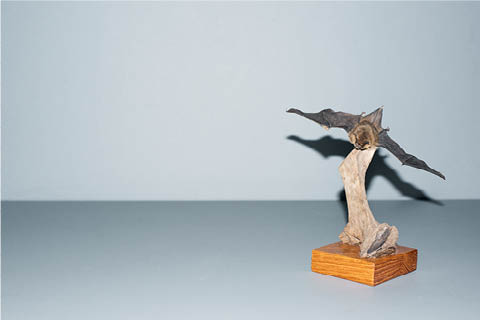 Image of a stuffed bird