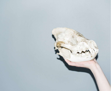 Image of animal skull