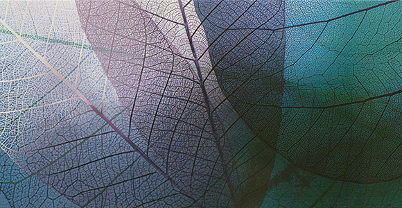 Blade i farver - closeup