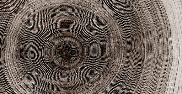 Closeup af træstammes årer