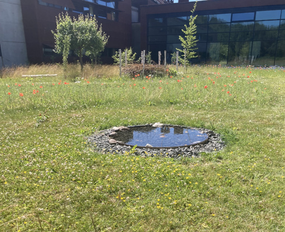 Den vildere have i juli